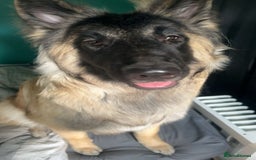 German Shepherd dogs for sale: For sale  - Image 2