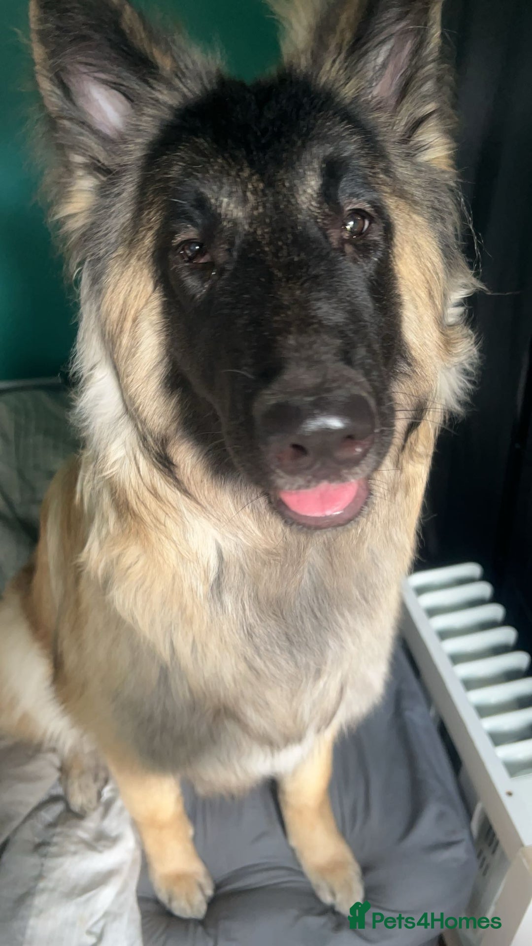 German Shepherd dogs for sale: For sale  - Image 2