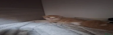 Mixed Breed Kitten 2