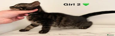 Bengal Kitten 2