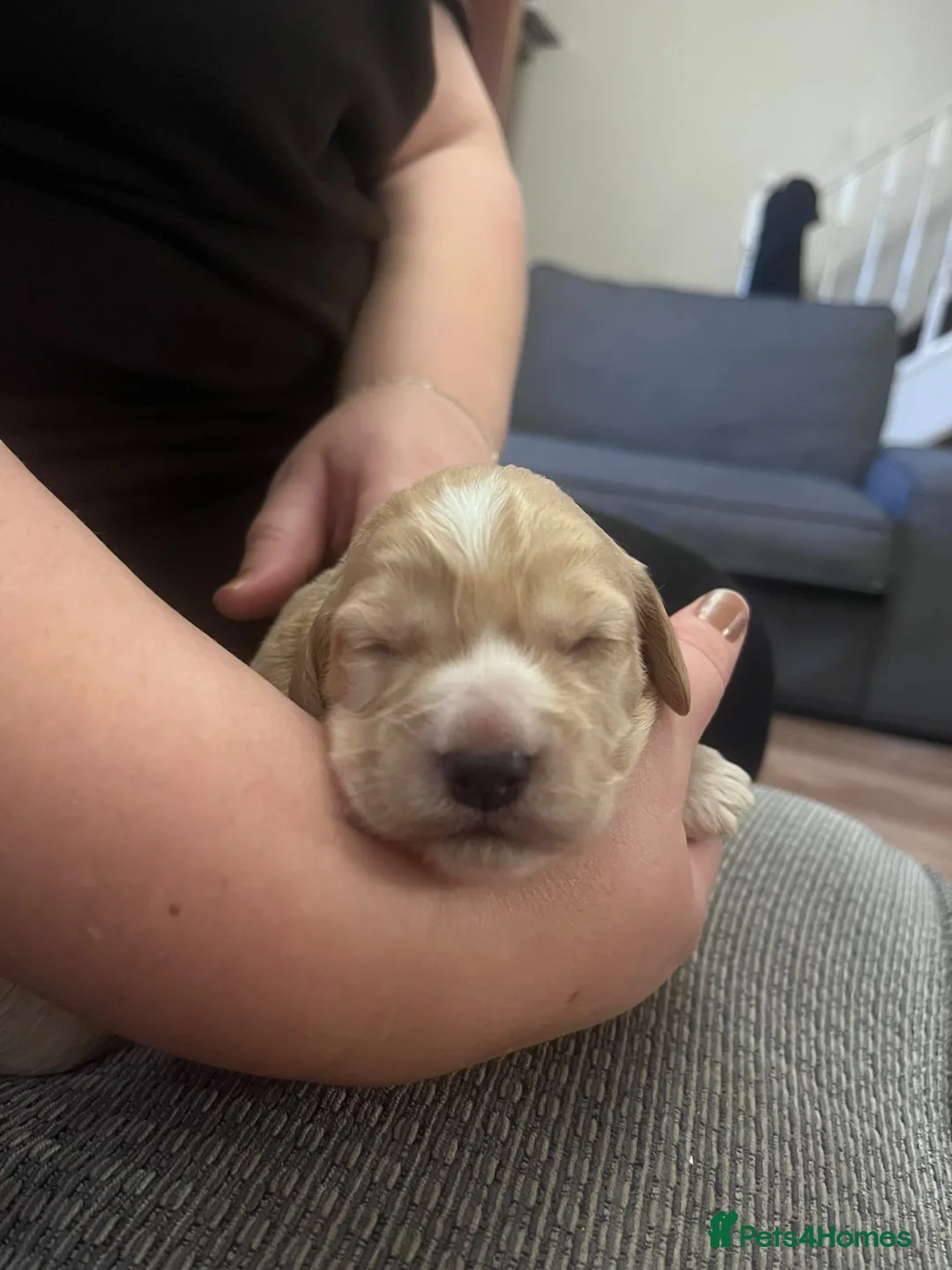 Cockapoo dogs for sale: Beautiful cockapoo puppies - 1 male & 3 females  - Advert 13