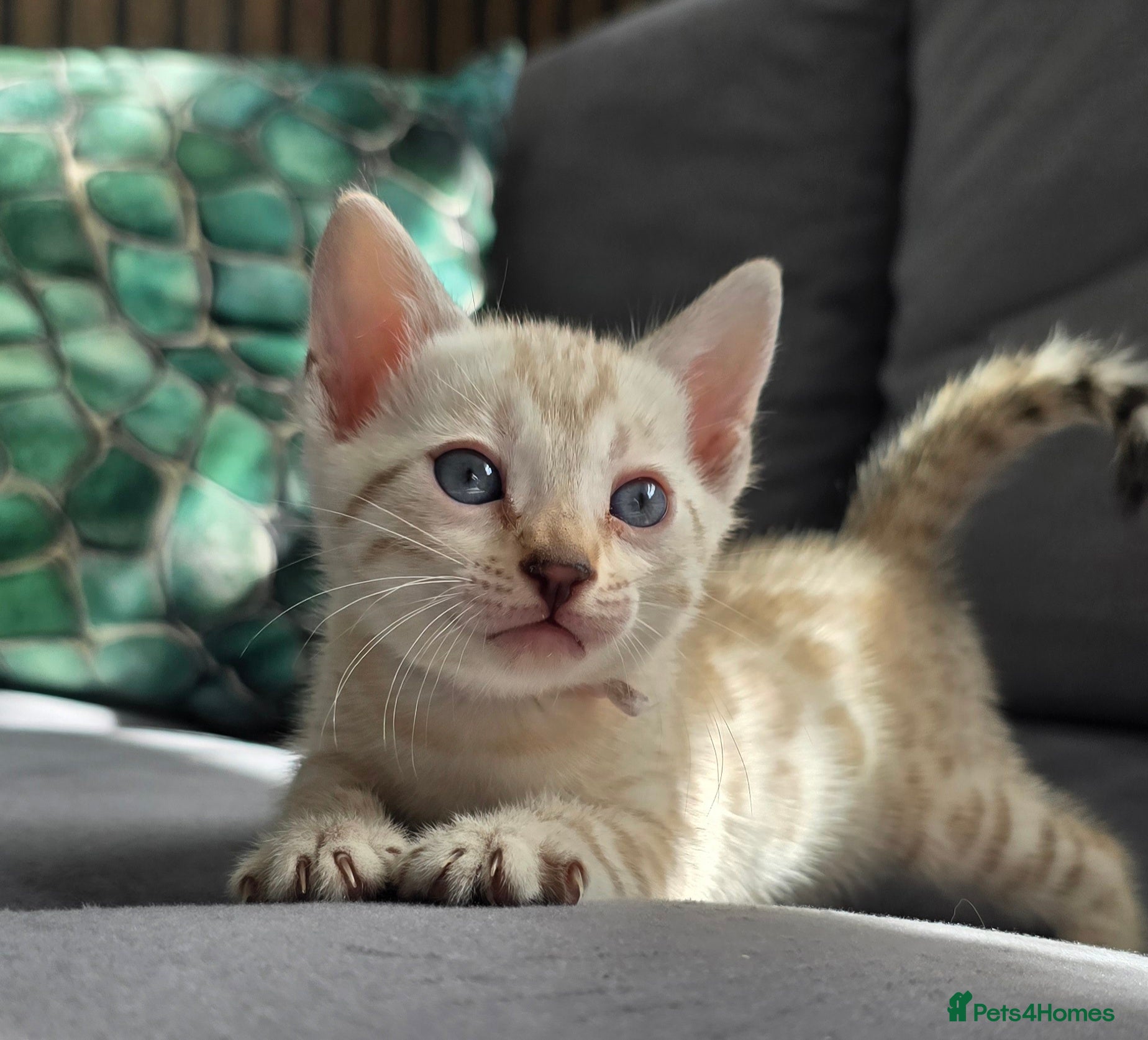 Bengal cats 🔥3 Seal lynx and brown bengal kittens left🔥 - Advert 5