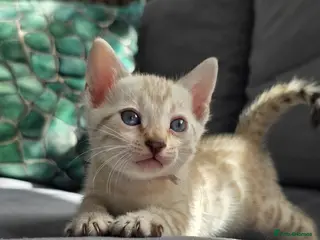 Bengal cats 🔥3 Seal lynx and brown bengal kittens left🔥 - Advert 1