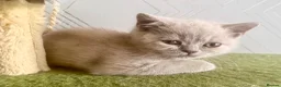 British Shorthair cats for sale: STUNNNING Lilac British shorthairs  - Advert 4