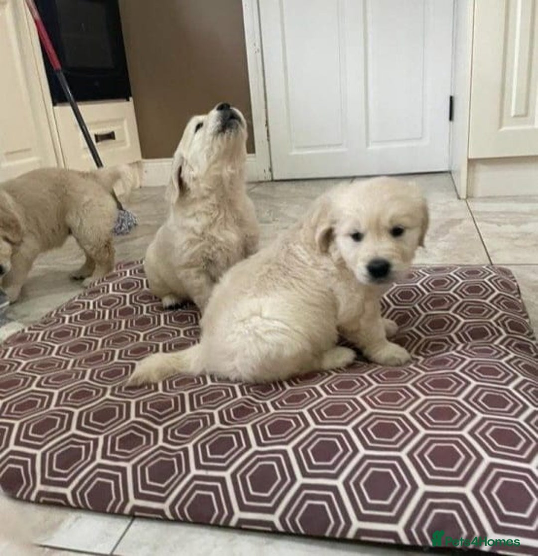 Golden Retriever dogs for sale: STUNNING PUPPIES AVAILABLE TODAY - Advert 1