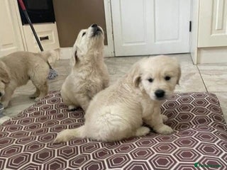 Golden Retriever dogs STUNNING PUPPIES AVAILABLE TODAY - Advert 2