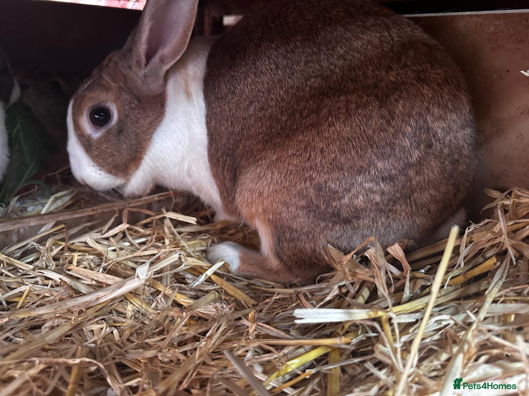 Dutch rabbits for sale: Large female breeding Dutch rabbit for sale £FREE - Advert 3