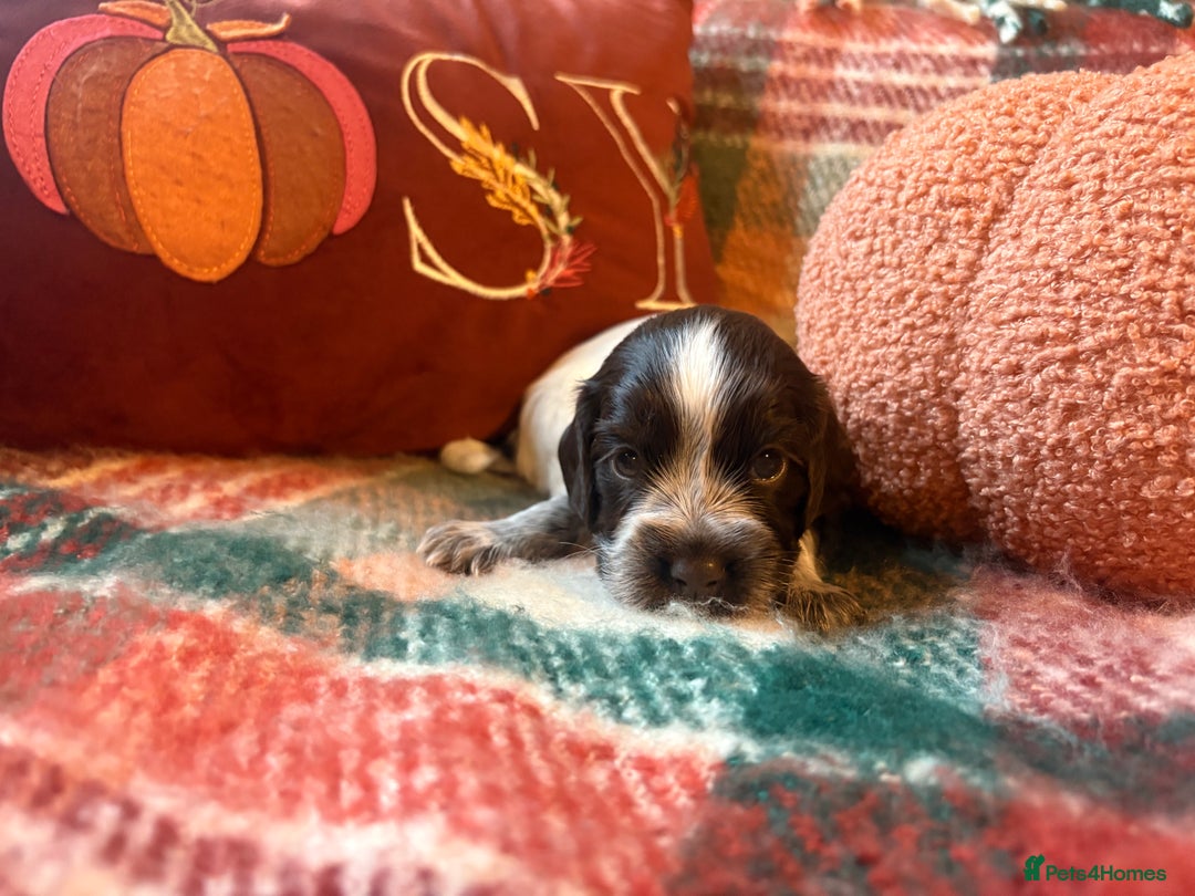 Cocker Spaniel dogs for sale: Beautiful Show Type Cocker Spaniel Puppies - Image 2