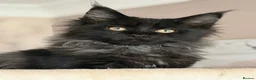 Maine Coon cats for sale: Tica registered black smoked male Maine coon - Advert 21