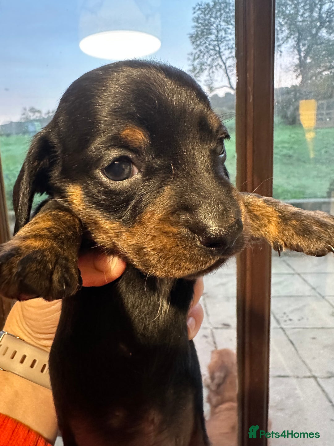 Miniature Dachshund dogs for sale: Ready Soon - Gorgeous KC Reg. Miniature Dachshund - Advert 27