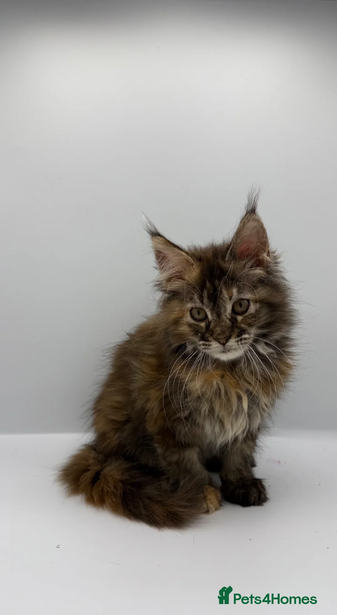 Maine Coon cats for sale: Stunning Maine coon kitten  - Advert 2