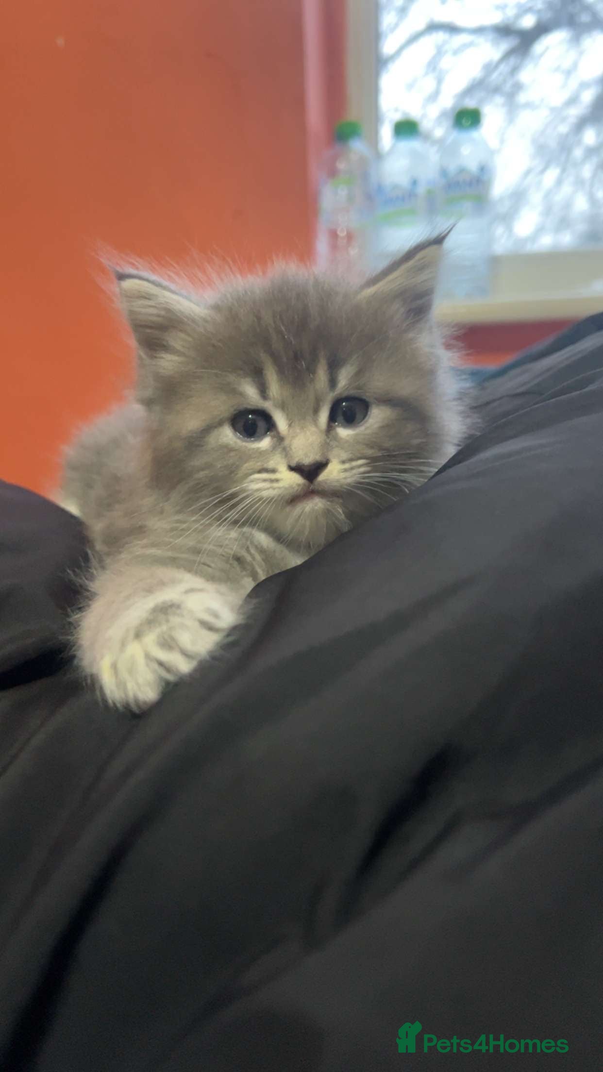 Mixed Breed cats Stunning Ragdoll x Maine Coon Kittens - Advert 9