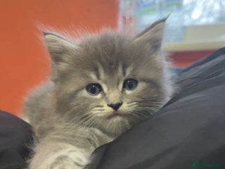 Mixed Breed cats Stunning Ragdoll x Maine Coon Kittens - Advert 4