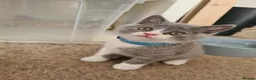 Himalayan cats for sale: Bicolour British shorthair Kittens - Advert 2