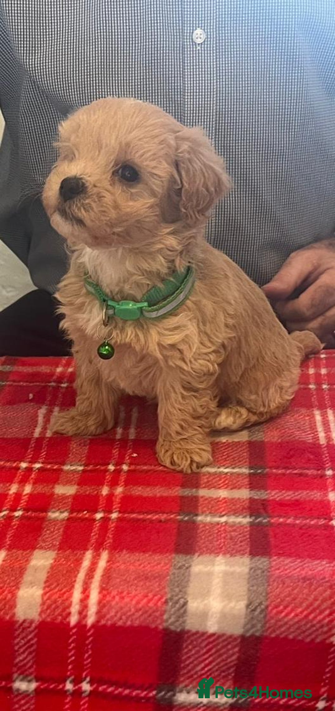 Maltipoo dogs for sale: Maltipoo puppies - Advert 17