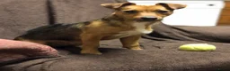 Jack Russell dogs for sale: Jack Russell puppy’s  - Advert 2