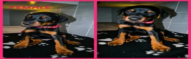 Dobermann 6
