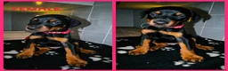 Dobermann dogs for sale: European Doberman Puppies  - Advert 2