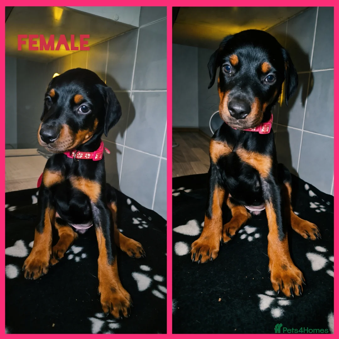 Dobermann dogs for sale: European Doberman Puppies  - Advert 2