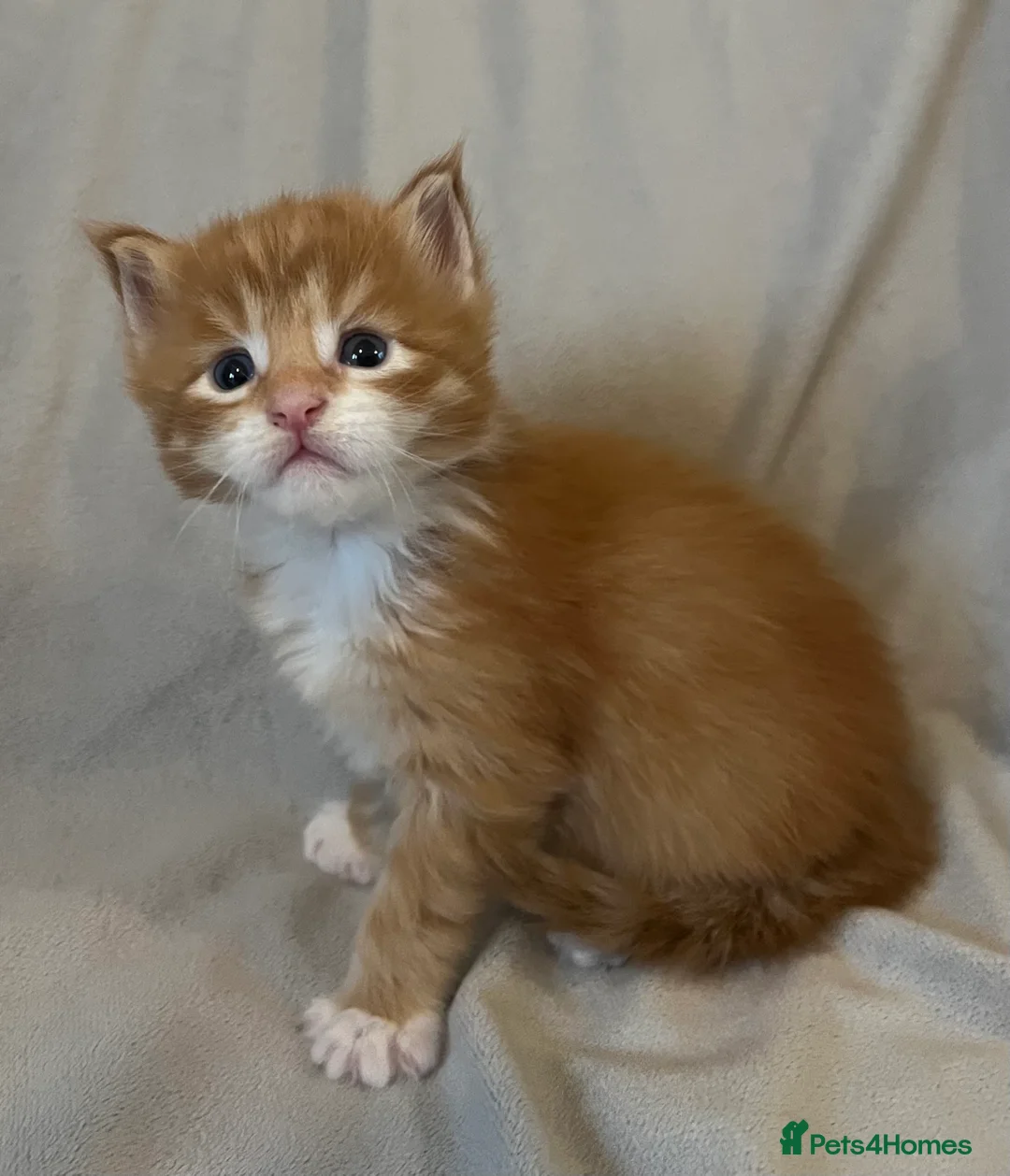 Maine Coon cats for sale: Beautiful and healthy litter of Maine coon kittens - Advert 23