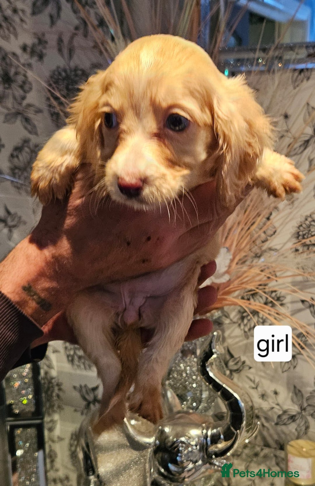 Cocker Spaniel dogs for sale: Beautiful cocker spaniels  - Advert 9