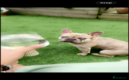 French Bulldog dogs for sale: French bulldog for sale  - Image 4