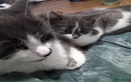British Shorthair cats for sale: Kittens  for sale - Image 6