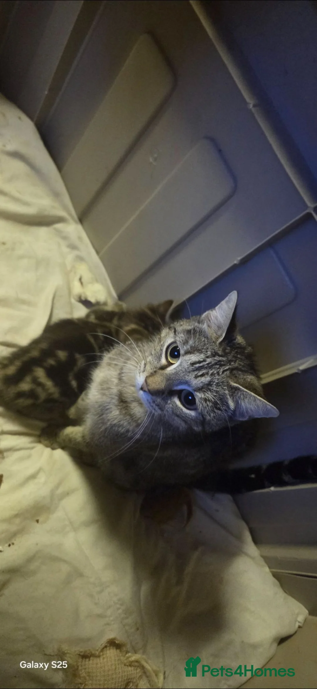 British Shorthair cats for sale: Kittens   - Advert 2