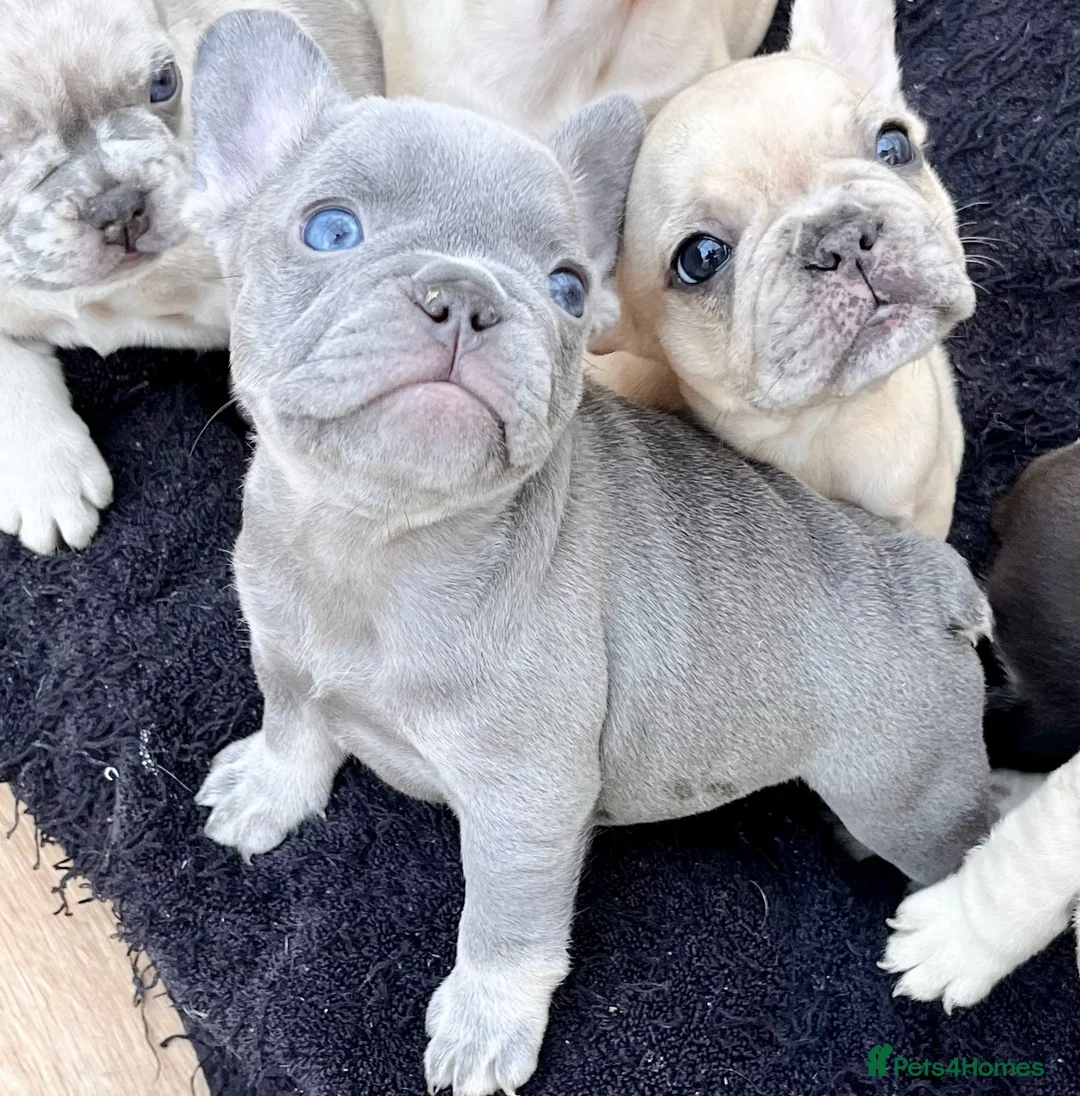 French Bulldog dogs for stud: Full new shade Isabella stud ( now available ) in Hastings - Advert 22