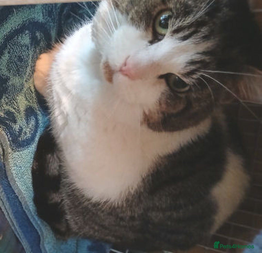 Mixed Breed cats for adoption: FRANK - Advert 3