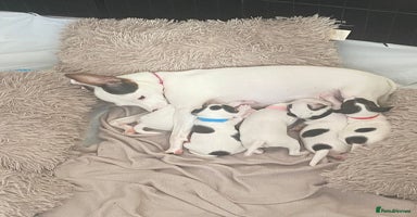 Jack Russell dogs - Advert 10