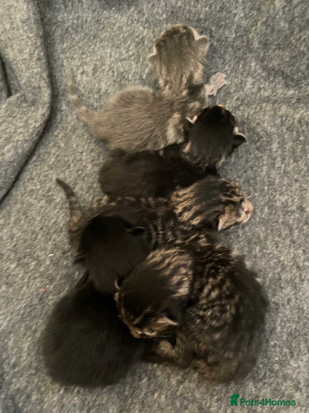 British Shorthair cats for sale: Kittens for sale - Image 1