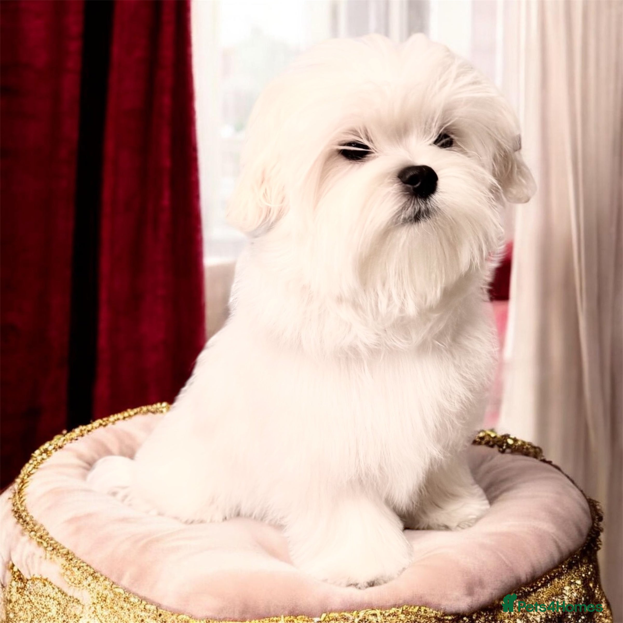 Maltese dogs 💎Last Show Line Korean Maltese Boy Available  - Advert 3