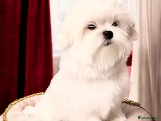 Maltese dogs 💎Last Show Line Korean Maltese Boy Available - Advert 3