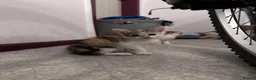 Mixed Breed cats for sale: Kittens  - Advert 5