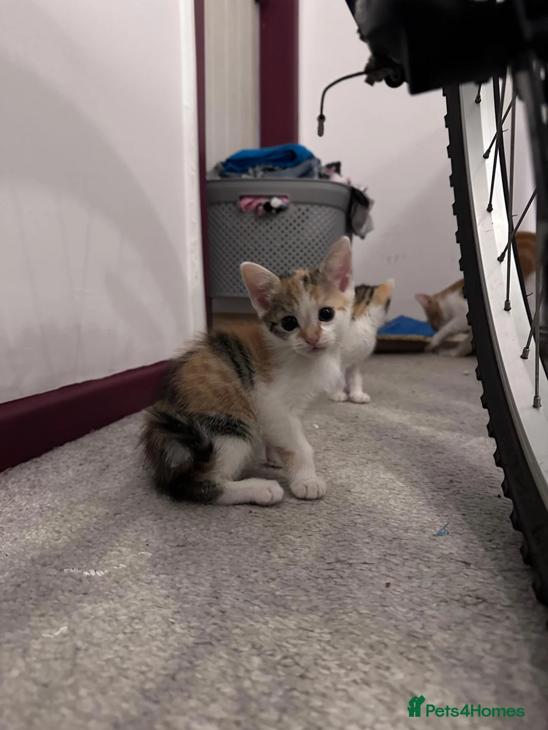 Mixed Breed cats for sale: Kittens  - Advert 5