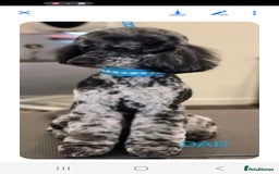 Cockapoo dogs for sale: READY TO LEAVE NOW😍😍😍 - Image 7