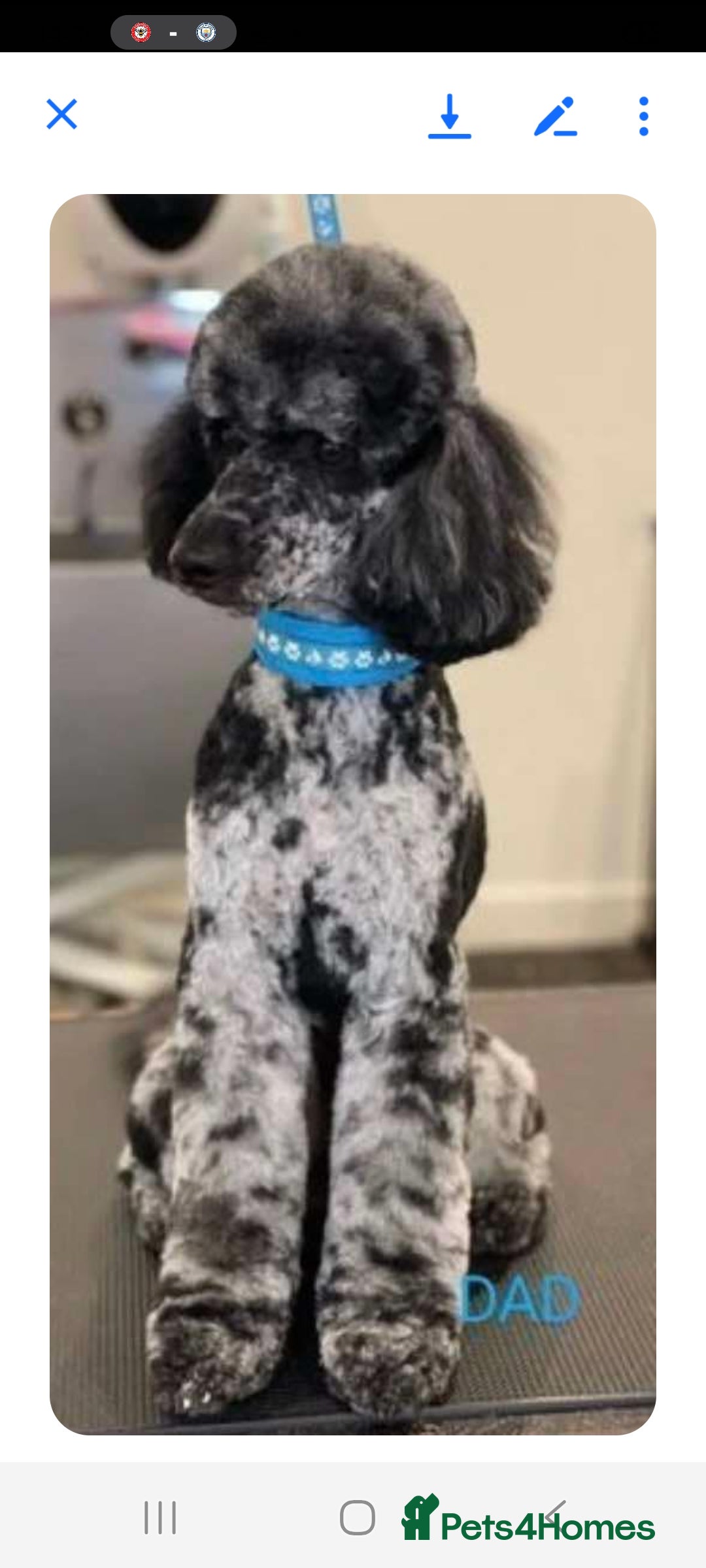 Cockapoo dogs for sale: READY TO LEAVE NOW😍😍😍 - Image 7