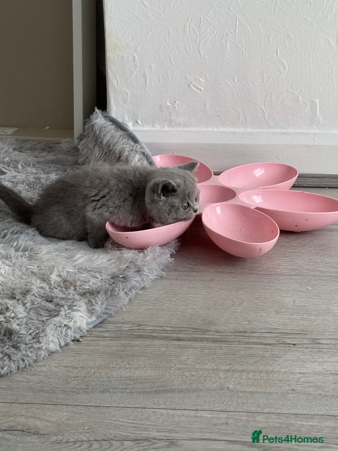 British Shorthair cats for sale: British shorthair kittens  - Image 5