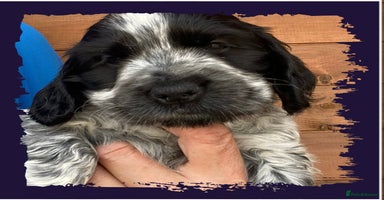 Cocker Spaniel dogs - Advert 11