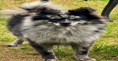 Pomeranian dogs - Advert 6
