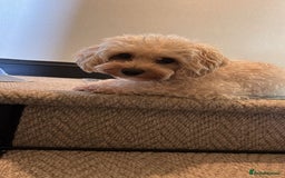 Maltipoo dogs for sale: Stunning Apricot Maltipoos  - Image 3