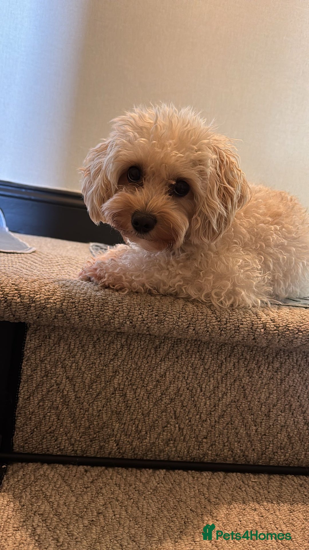Maltipoo dogs for sale: Stunning Apricot Maltipoos  - Image 3