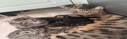 Mixed Breed cats for sale: Ready now only 2 left bengal cross  - Advert 2
