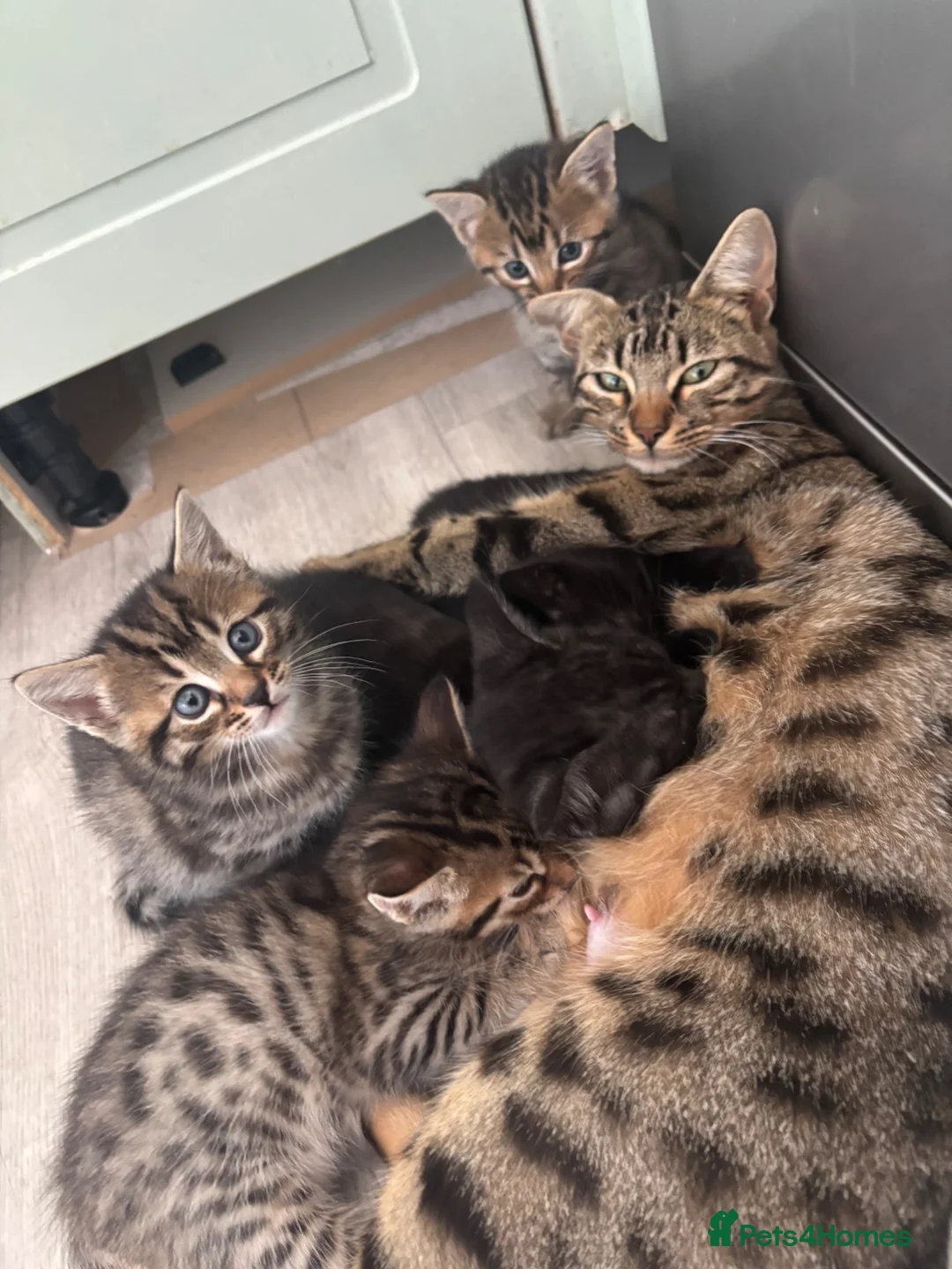Mixed Breed cats for sale: Ready now only 2 left bengal cross  - Advert 2