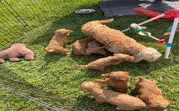 Cockapoo dogs for sale: Adorable F1B cockapoo puppies - Image 6