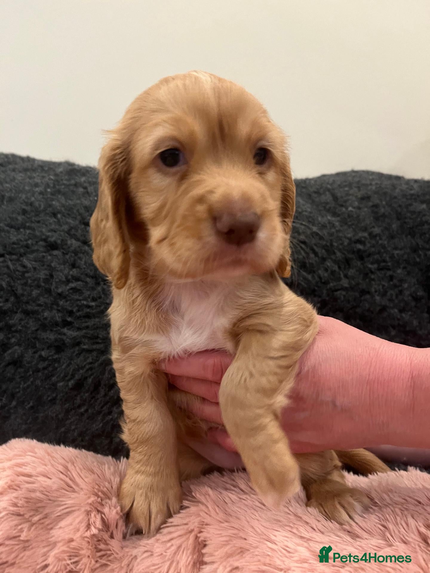 Cocker Spaniel dogs Beautiful KC working cocker spaniel puppies - Advert 1