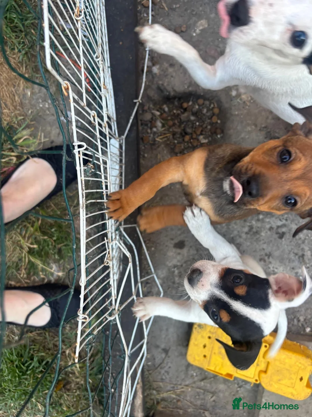 Mixed Breed dogs for sale: Jack Russell Cross French bulldog puppies for sale in Deal - Advert 2