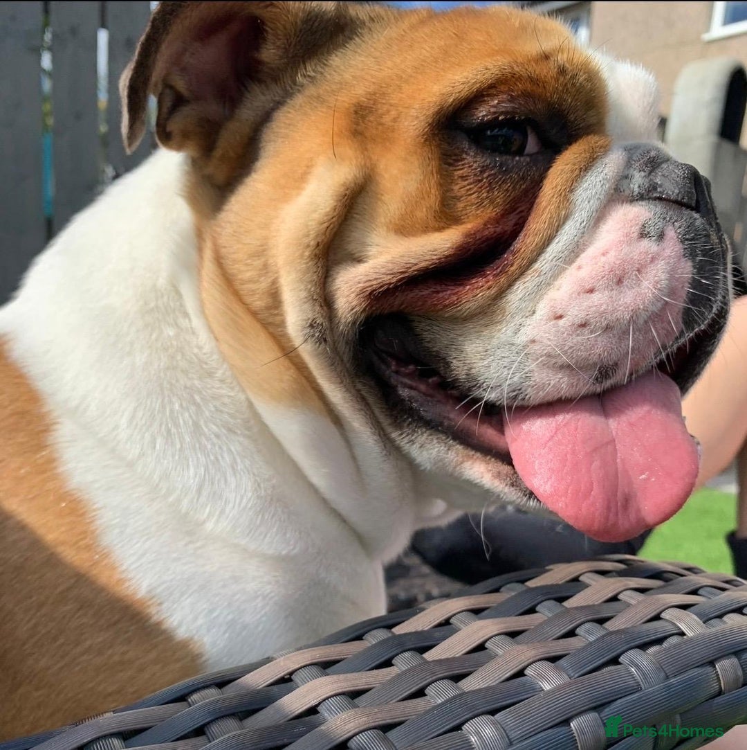English Bulldog dogs for sale: Female English Bulldog - Advert 2