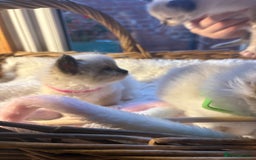 Ragdoll cats for sale: TICA Pedigree Ragdolls 💎✨ - Image 10